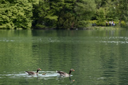 France, Rhone, Lyon, Parc de la Tete d'Or (Tete d'Or park), the Lake