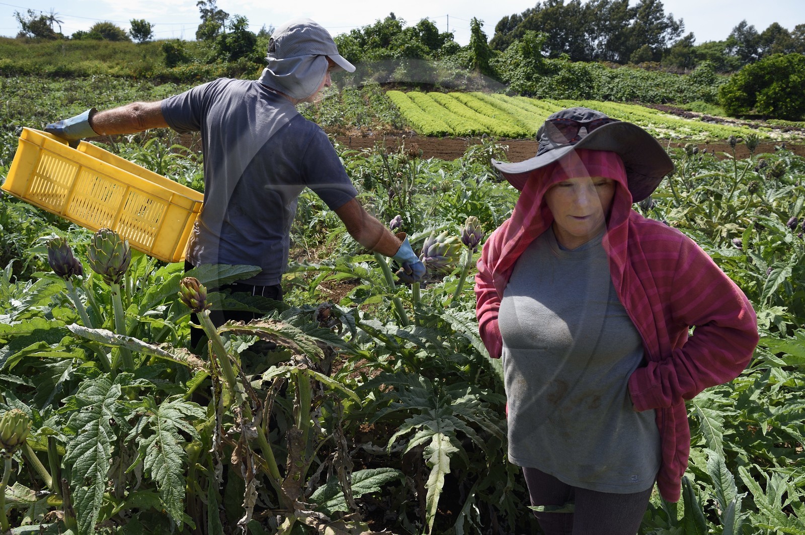 France, Ile de la Reunion, Le Tampon, la Plaine des Cafres, les agriculteurs Jacqueline et Jean-Pierre Lacaille dans leur champ d'artichauts