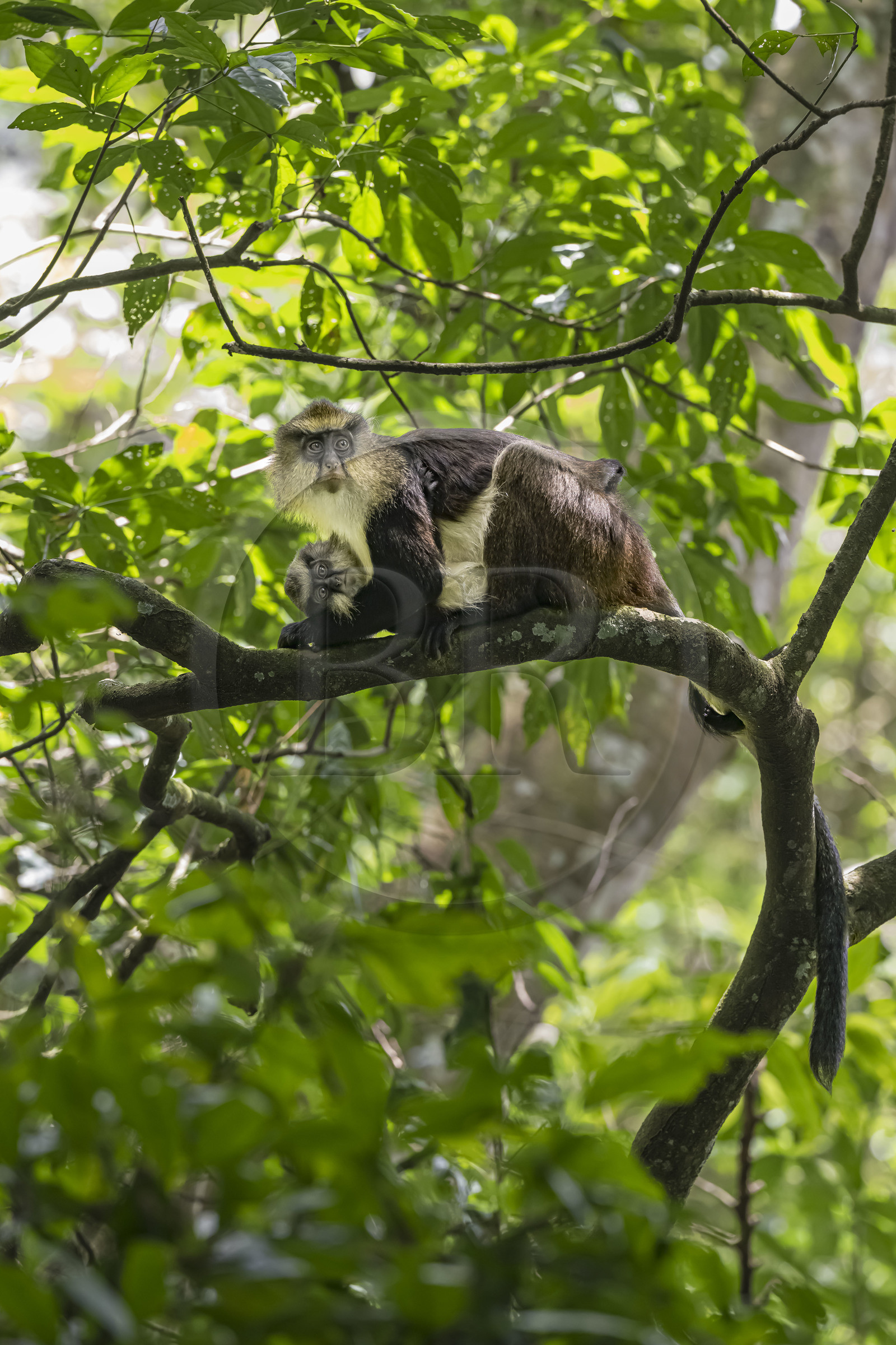 Rwanda, Western Province, Nyakabuye, Nyungwe National Park, natural tropical rain forest of Cyamudongo, Dent's mona monkey (Cercopithecus denti) female with her young