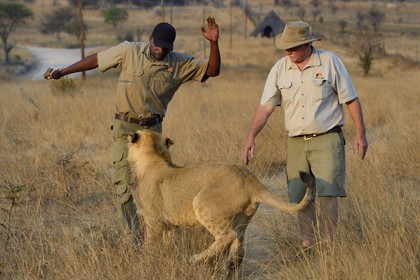 Zimbabwe, Midlands Province, Gweru, Antelope Park home to ALERT (African Lion and Environmental Research Trust), lion walk through the bush, the managing director Gary Jones and his guides - handlers