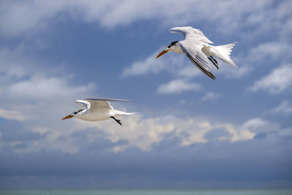 France, Guyane, Kourou, Iles du Salut, Ile Royale, sterne royale (Thalasseus maximus)