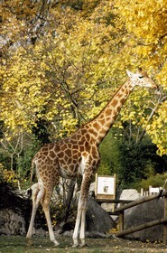 France, Paris (75), parc zoologique de Paris (Vincennes), les girafes