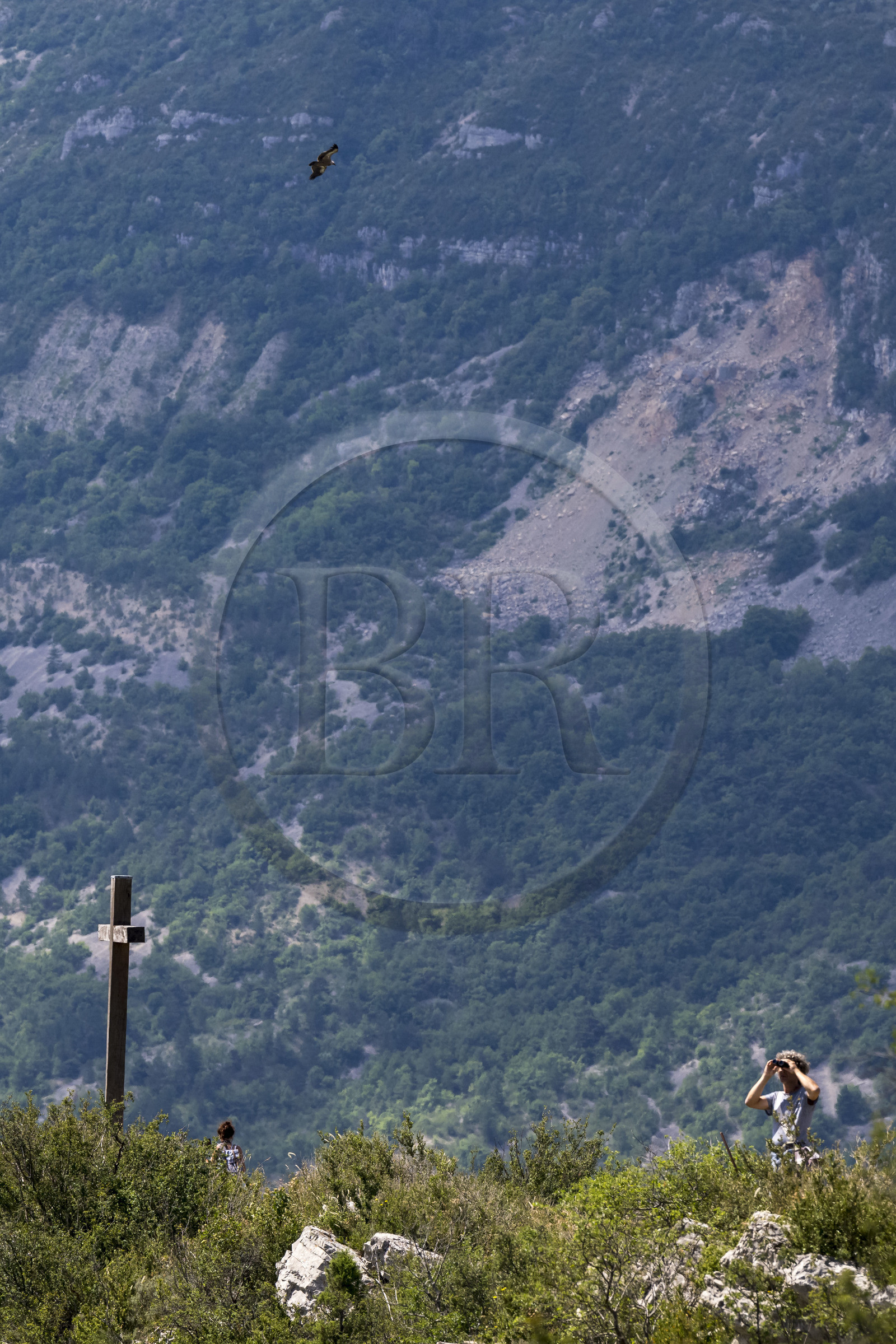 France, Drome, regional natural park of Baronnies provencales, Rémuzat, Saint-Laurent plateau, flight of a griffon vulture (Gyps fulvus) over the Oule valley