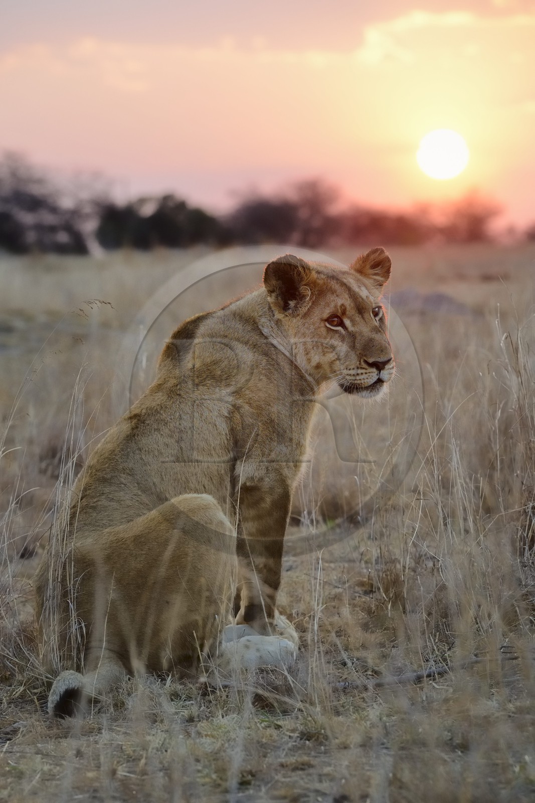 Zimbabwe, Midlands Province, Gweru, Antelope Park home to ALERT (African Lion and Environmental Research Trust), young lioness (panthera leo)
