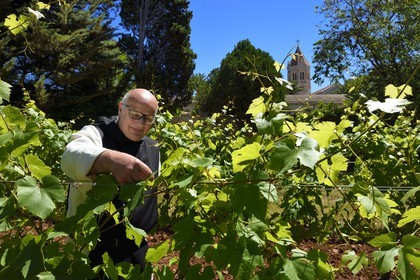 France, Alpes-Maritimes (06), Cannes, Iles de Lérins, Ile de Saint-Honorat, le frère Marie-Paques dans les vignes de l'Abbaye de Lérins, l'église abbatiale en arrière plan