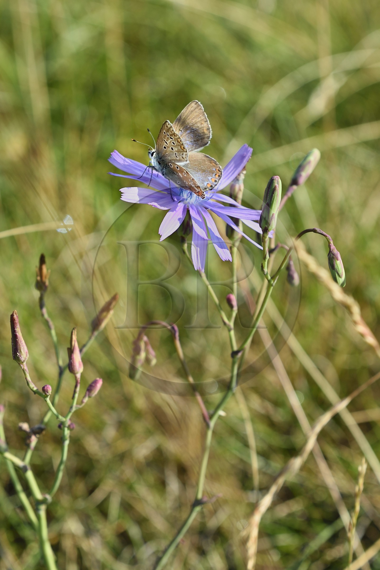 France, Dordogne (24), parc naturel régional Périgord Limousin, Périgord Vert, commune de La Rochebeaucourt-et-Argentine, plateau d'Argentine, papillon Argus brun (Aricia agestis)