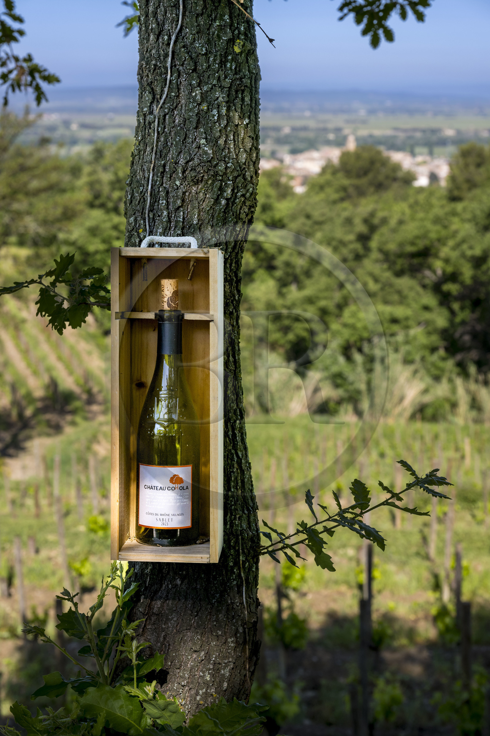 France, Vaucluse (84), Dentelles de Montmirail, le village de Sablet au coeur du vignoble AOC Côtes-du-Rhône, le domaine du Chateau Cohola s'affiche devant ses vignes
