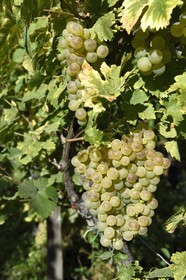 France, Haut-Rhin (68), Route des vins d'Alsace, Riquewihr, labellisé Les Plus Beaux Villages de France, grappe de raisin dans le vignoble