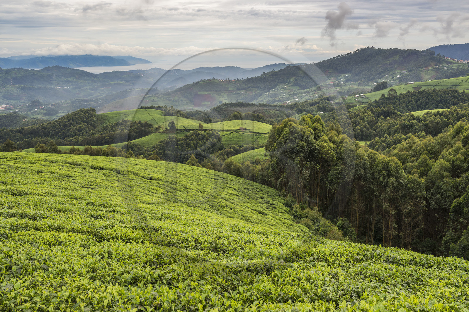 Rwanda, Province de l’Ouest, Gisakura, plantation de thé, le lac Kivu et les montagnes de la République démocratique du Congo en arrière plan