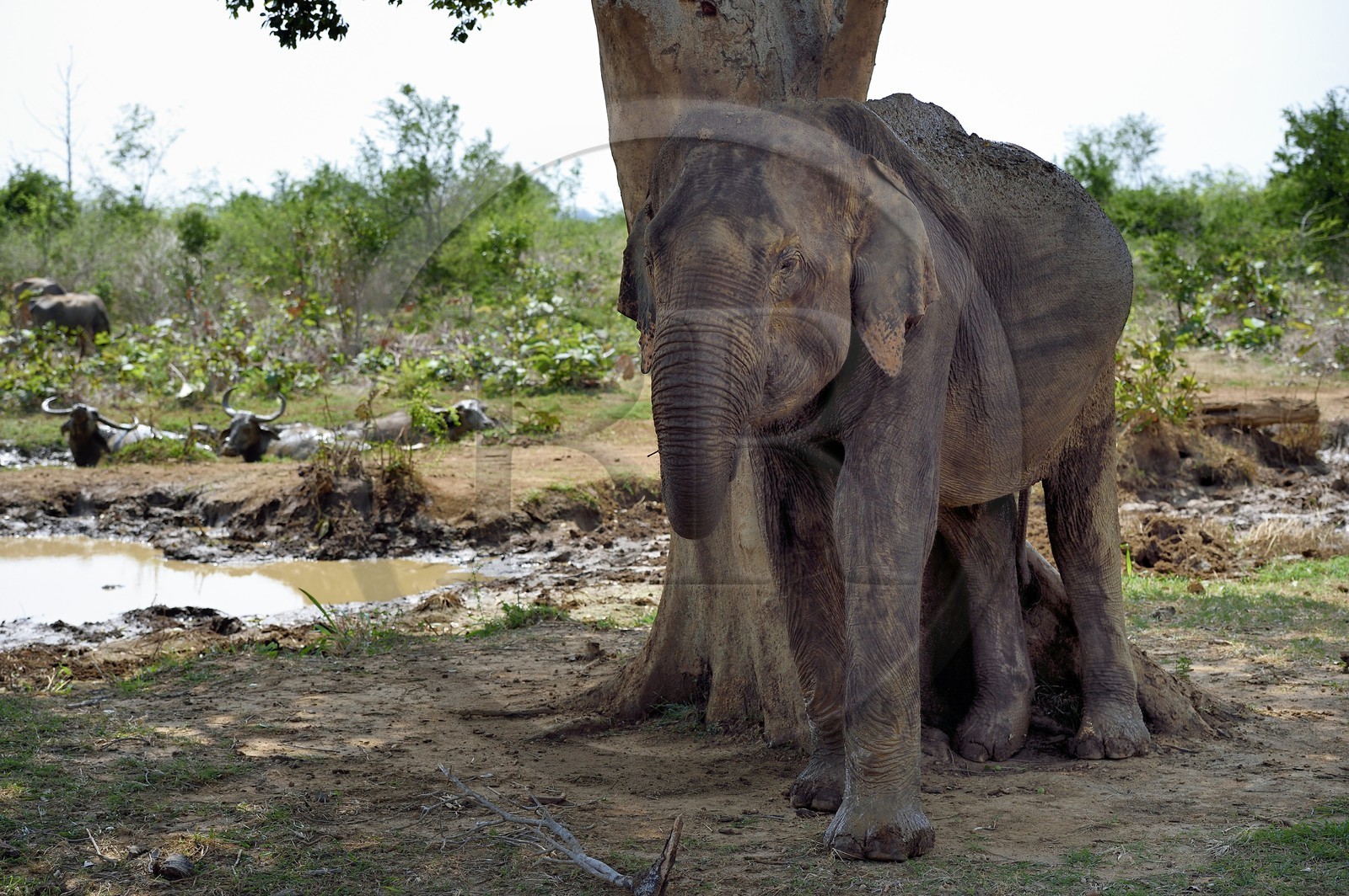 Sri Lanka, province d'Uva, Parc national d'Uda Walawe (Udawalawe National Park), éléphant d'Asie (Elephas maximus) se grattant contre un arbre et buffles d'Asie (Bubalus bubalis) en arrière plan