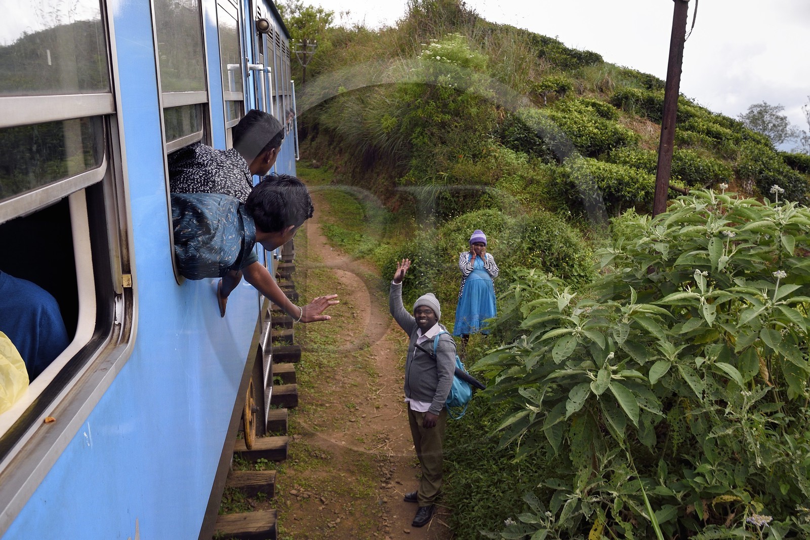 Sri Lanka, Province du Centre, trajet en train dans la région montagneuse de la culture du thé entre Hatton et Ella, salutations en bordure des plantations de thé vers Nanu Ova