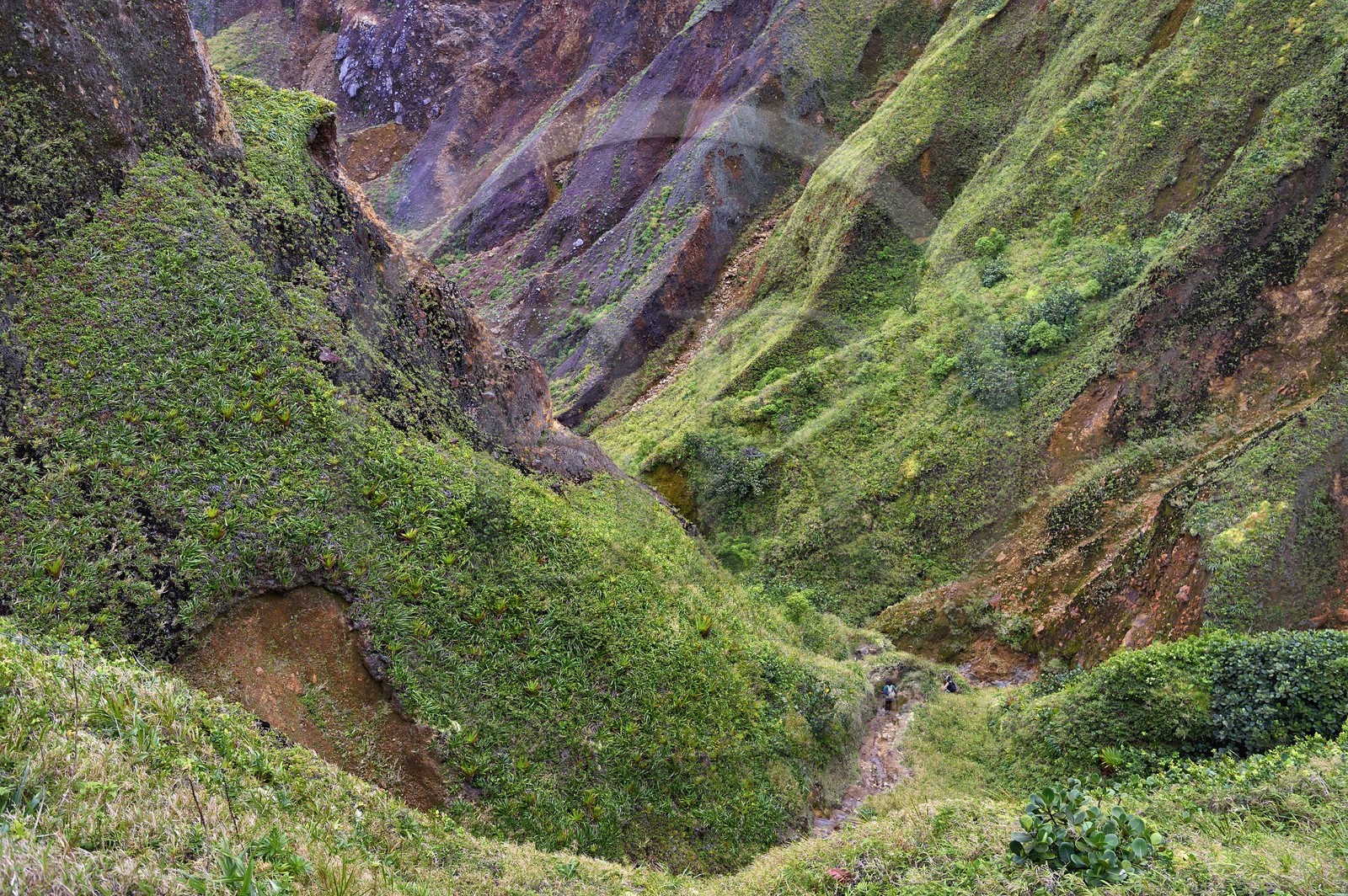 Caraïbes, Ile de la Dominique, Castle Bruce, Parc national du Morne Trois Pitons classé Patrimoine Mondial de l'UNESCO, la Vallée de la Désolation, randonnée sur le sentier menant au Boiling Lake