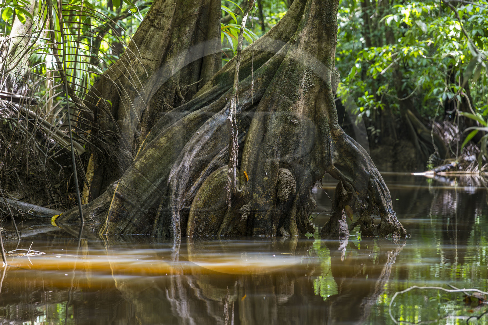 France, Guyane, Kourou, camp Maripas dans la forêt tropicale, Pterocarpus officinalis aux grands contreforts ondulés ou moutouchi-marécage en créole guyanais dans une crique, petite rivière, affluent du fleuve Kourou