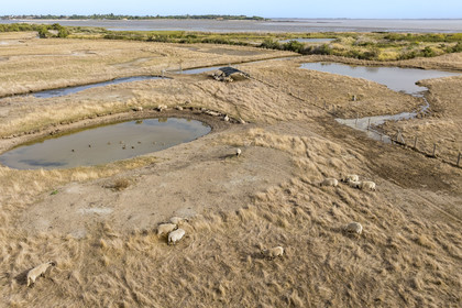 France, Charente-Maritime (17), Port-des-Barques, Ile Madame, la Ferme Aquacole de l'Ile Madame, elevage de moutons et canards dans l'étang (vue aérienne)