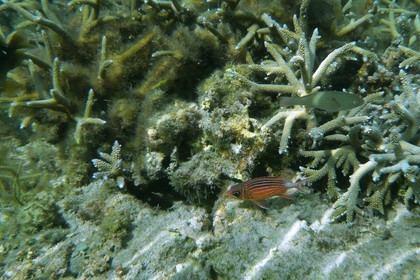 France, île de la Réunion, le récif corallien du lagon de la plage de Saint-Gilles et de l'Ermitage (vue sous-marine)