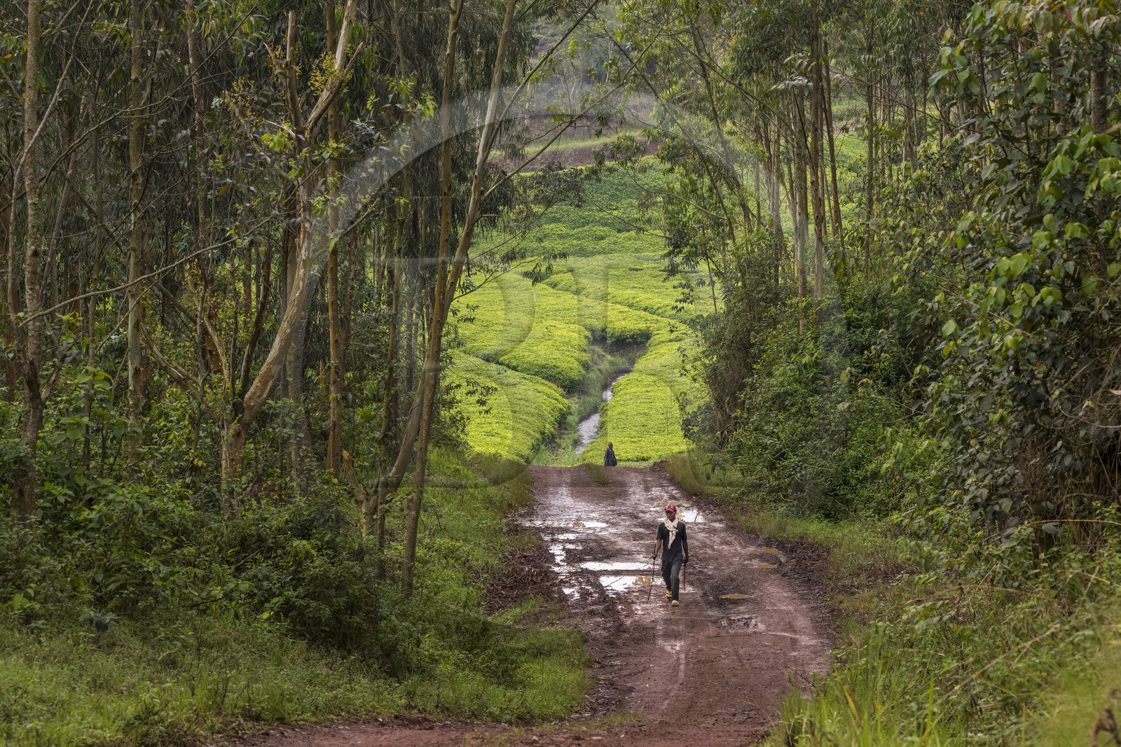Rwanda, Province de l’Ouest, Gisuma, piste bordées d'eucalyptus et plantation de thé en arrière plan