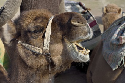 Iran, Isfahan province, Dasht-e Kavir desert, Mesr in Khur and Biabanak County, dromedary (Camelus dromedarius)