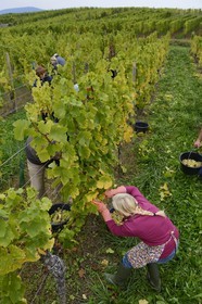 France, Bas Rhin, the Alsace Wine Route, Mittelbergheim, labelled Les Plus Beaux Villages de France (The Most Beautiful Villages of France), handpicking the field of Wittmann