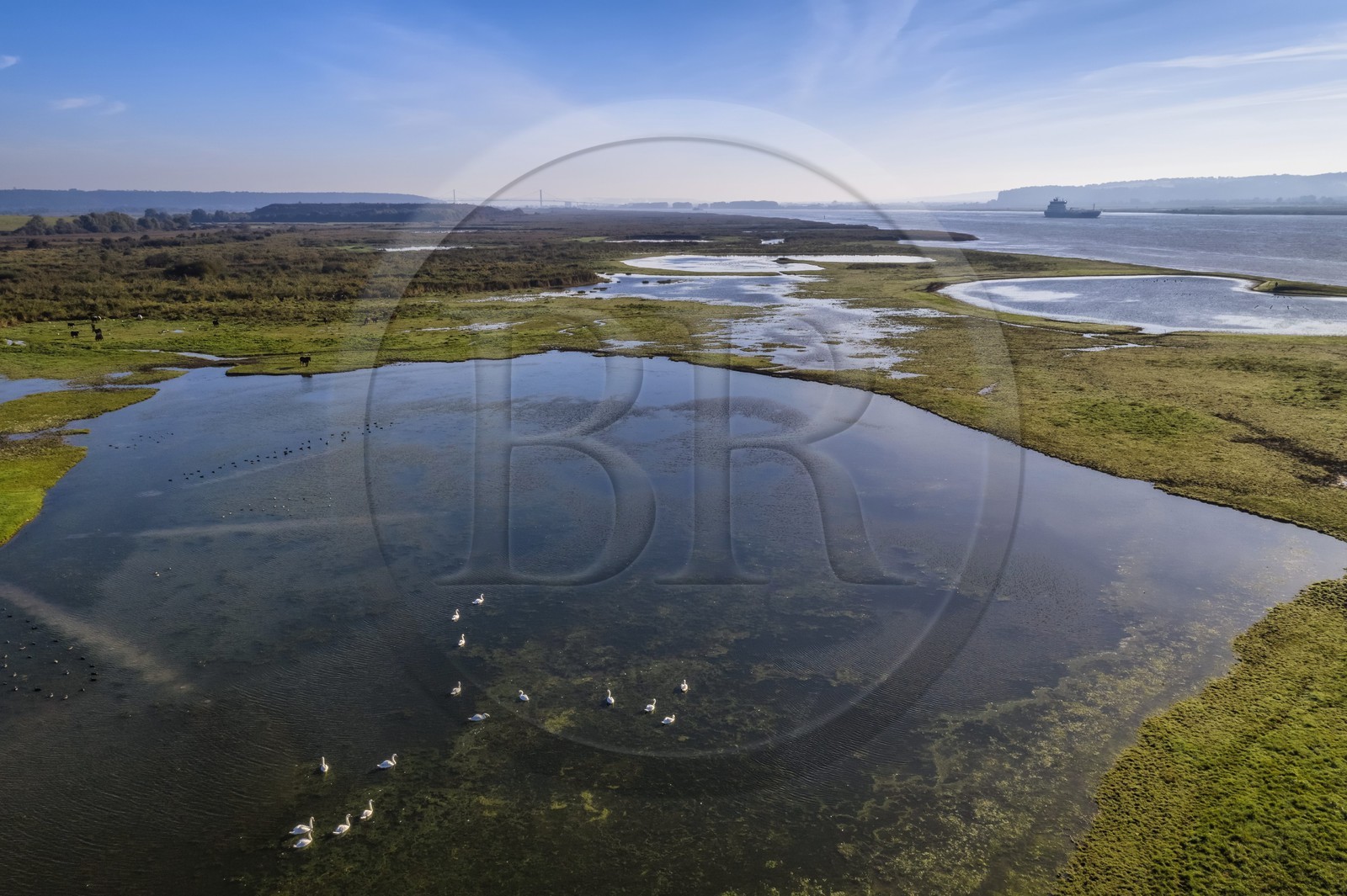 France, Seine-Maritime (76), Réserve Naturelle de l'estuaire de la Seine, cargo descendant la Seine depuis Rouen, le pont de Tancarville en arrière plan (vue aérienne)