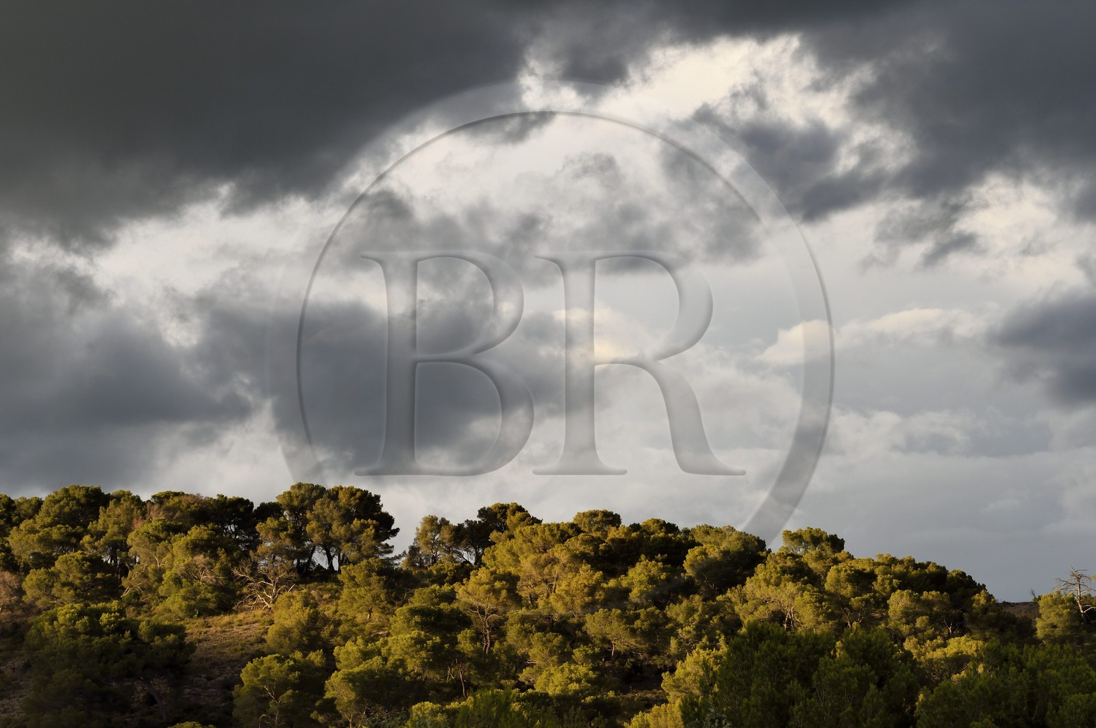 France, Bouches du Rhone, Aix en Provence region, towards the Tholonet, pine forest at the foot of the Sainte Victoire mountain, Cezanne road