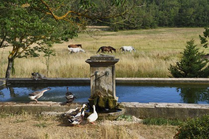 France, Var (83), Provence Verte, Bras, vers Saint-Maximin-la-Sainte-Baume, la maison d'hotes Le Peyrourier - une campagne en Provence