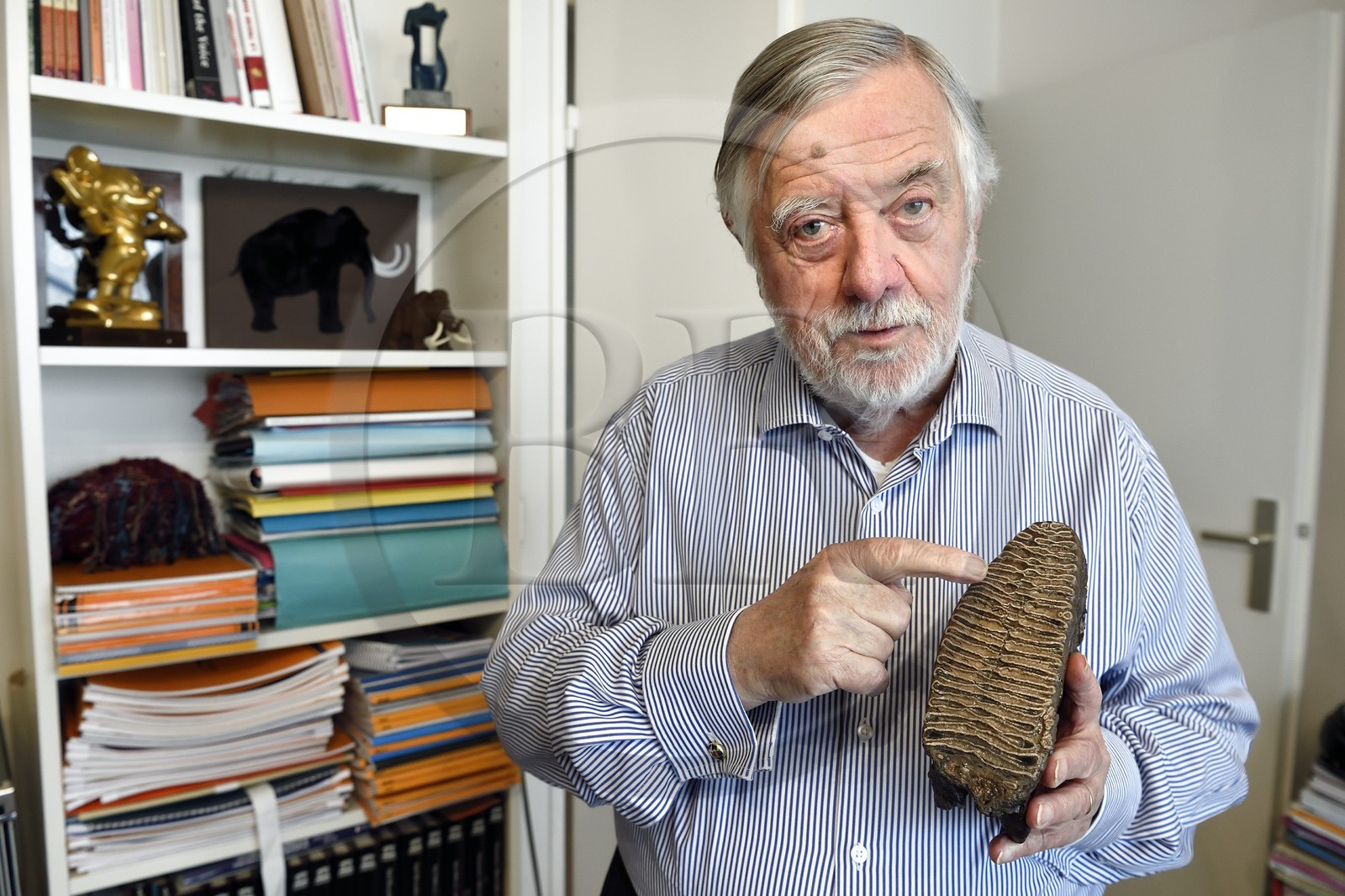 France, Paris, the french paleontologist and paleoanthropologist Yves Coppens, professor at the College de France, in the office of his home in Paris, it has a mammoth tooth he found in Siberia during one of his expeditions