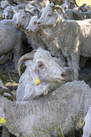 France, Drôme (26), parc naturel régional des Baronnies provençales, Saint-Sauveur-Gouvernet, ferme Mohair du Moulin dans la vallée de l’Ennuye, élevage de chèvres angora