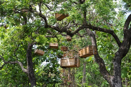 Tanzania, Morogoro district, Uluguru mountains, hives hunging in the branches of a tree