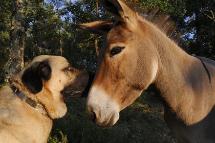 France, Var (83), Provence Verte, Bras, la maison d'hôtes Le Peyrourier une campagne en Provence, berger d’Anatolie et ane