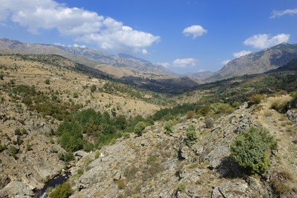 France, Haute-Corse (2B), la vallée du Niolu (Niolo)