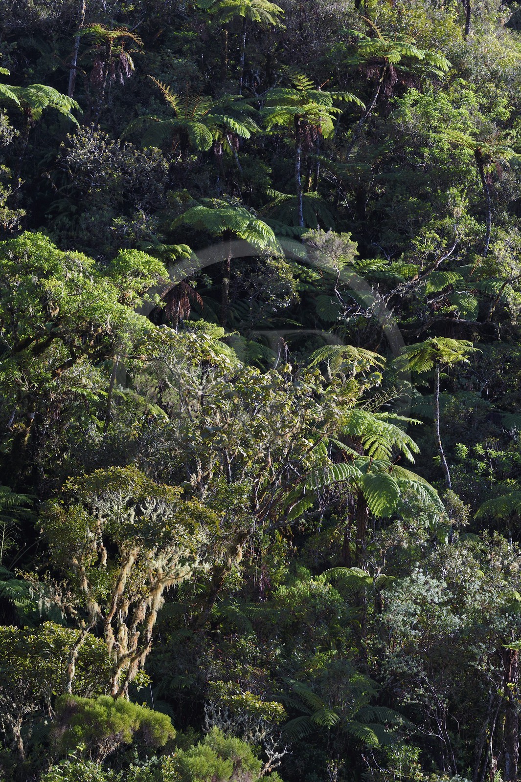 France, Ile de la Reunion, Saint Benoit, Parc national de La Reunion, classé Patrimoine Mondial de l'UNESCO, foret de Bébour