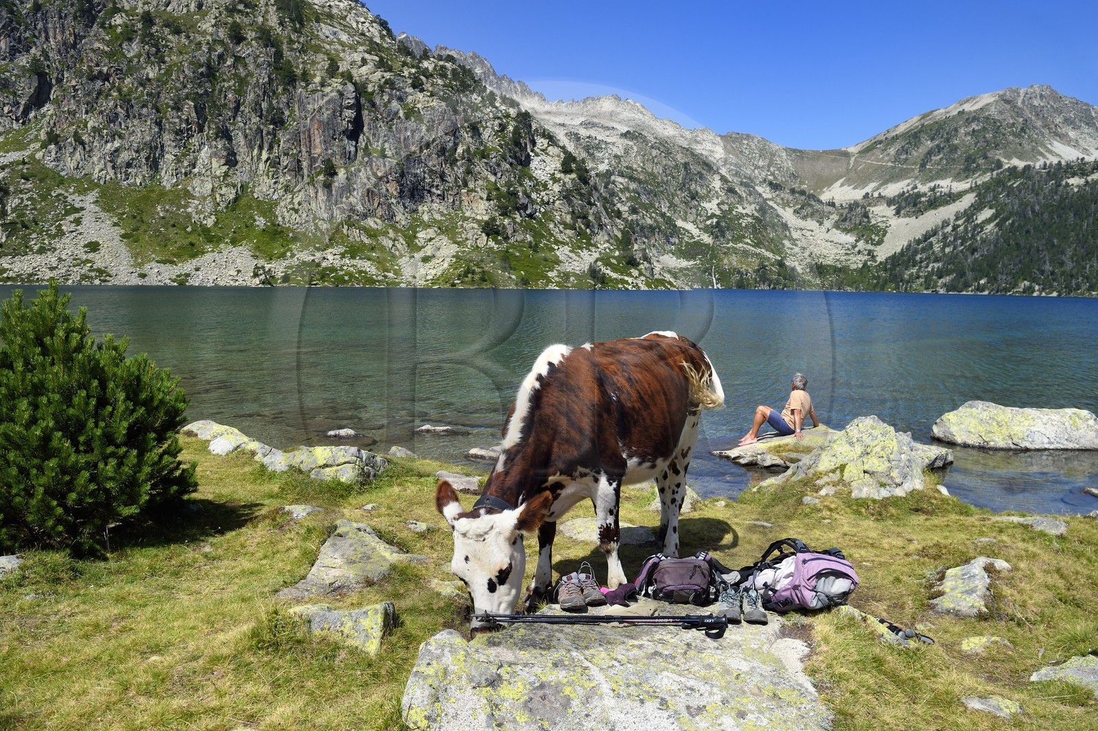 France, Hautes-Pyrénées (65), Saint-Lary-Soulan et Vielle-Aure, Réserve naturelle nationale du Néouvielle, randonnée des lacs du Neouvielle, vaches en estives au lac d'Aubert et repos du randonneur