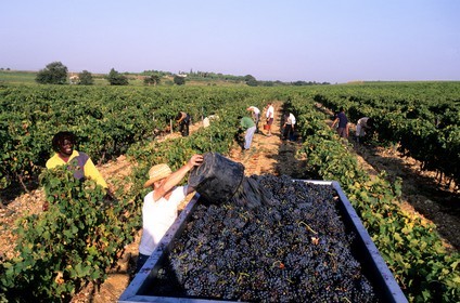 France, Pyrénées-Orientales (66), vendanges dans les vignes de Canet en Roussillon