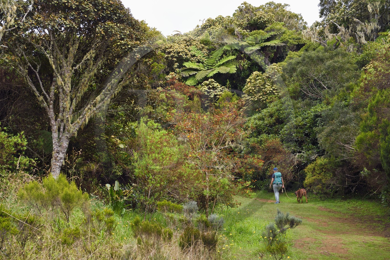France, Ile de la Reunion, Le Tampon, Foret des Hauts de Mont-Vert au dessus de la Rivière des Remparts, randonnée avec chien