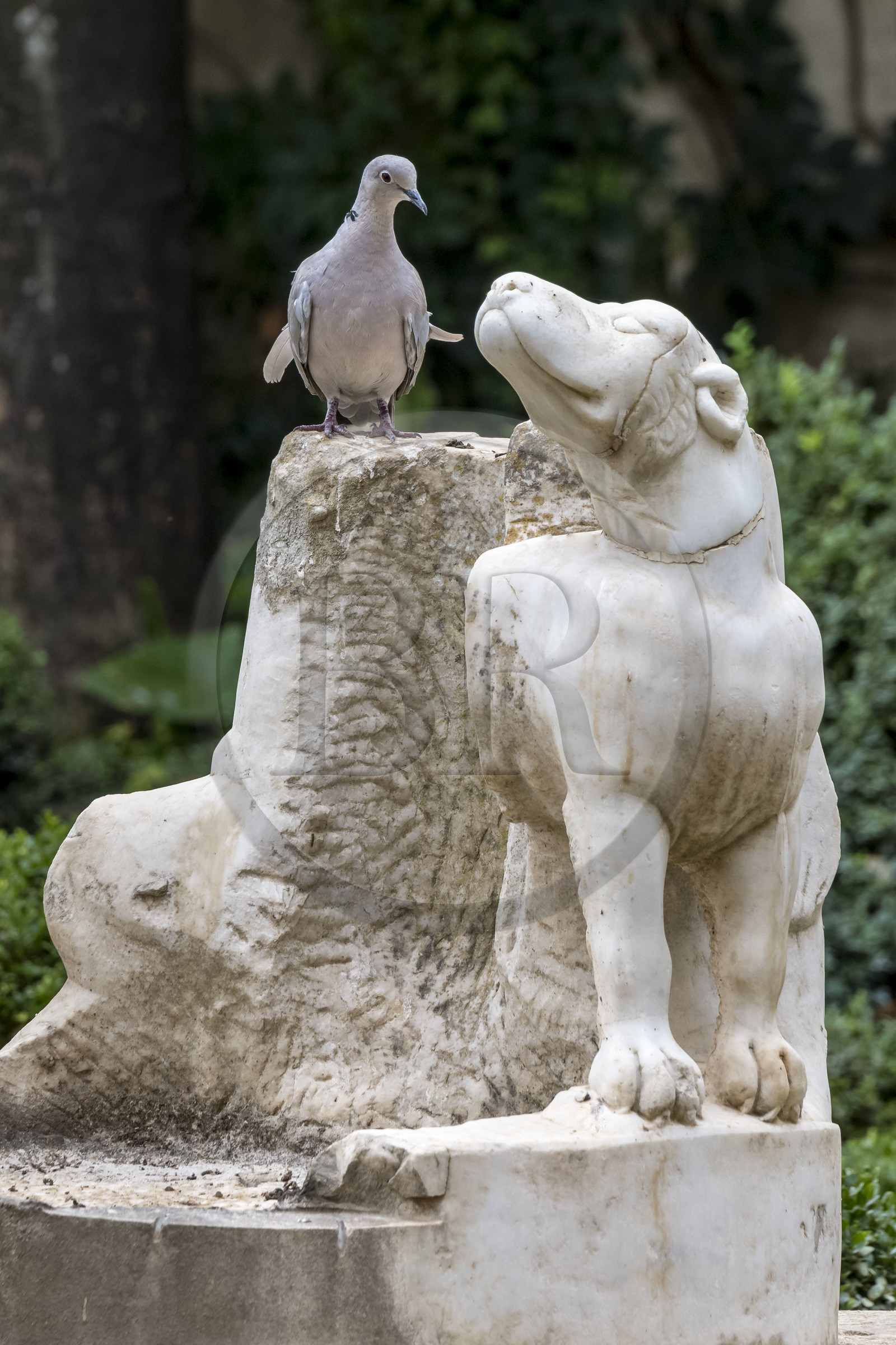 Spain, Andalusia, Sevilla, Casa de Pilatos (Pilate's House), a Mudejar-style palace, accomplice turtledove with a dog statue