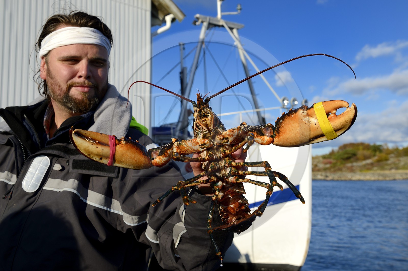Sweden, Västra Götaland, Koster Islands, Sydkoster, Ekenäs port, returning from lobster fishing