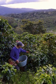 Panama, province de Chiriqui, Boquete, plantation de café Finca Lerida, cueillette des grains de café sur les pentes du volcan Baru par un amérindien Nägbe