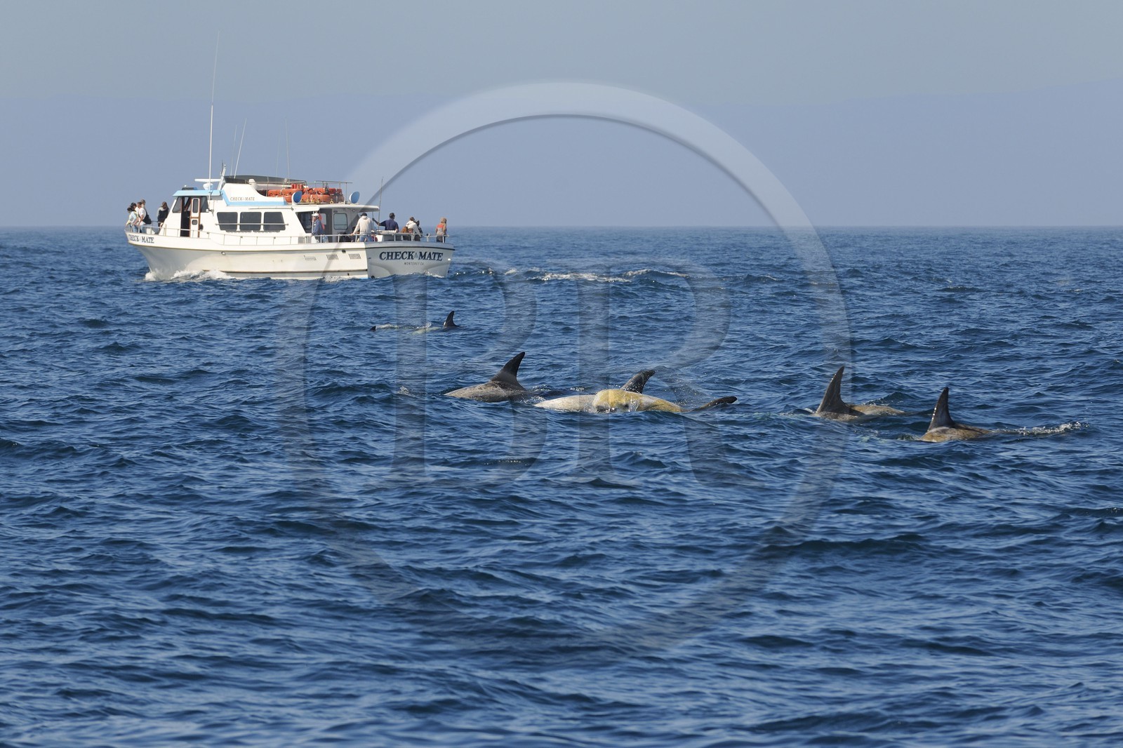 Etats-Unis, Californie, Monterey Bay, dauphins Grampus ou Risso's Dolphin (Grampus griseus) et bateaux d'observation