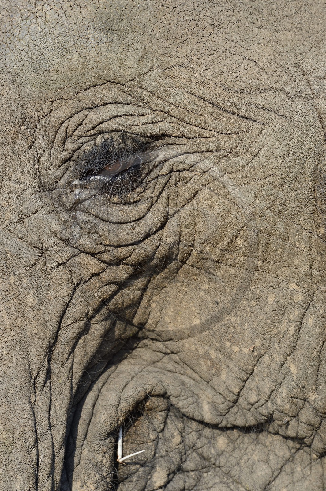 Zimbabwe, province des Midlands, Gweru, Antelope Park, éléphant d'Afrique (Loxodonta africana)