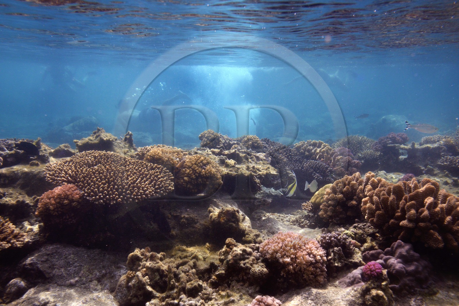 France, Ile de la Reunion, Côte Ouest, Saint-Gilles-Les-Bains (commune de Saint-Paul), le récif corallien du lagon de l'Ermitage (vue sous-marine)