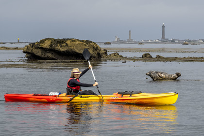 France, Finistère (29), Penmarch, archipel des Étocs, sortie en kayak du Centre nautique du Guilvinec à la découverte du phoque gris (halichoerus grypus) dans les rochers à marée basse, le phare d'Eckmuhl sur la Pointe de Penmarch en arrière plan