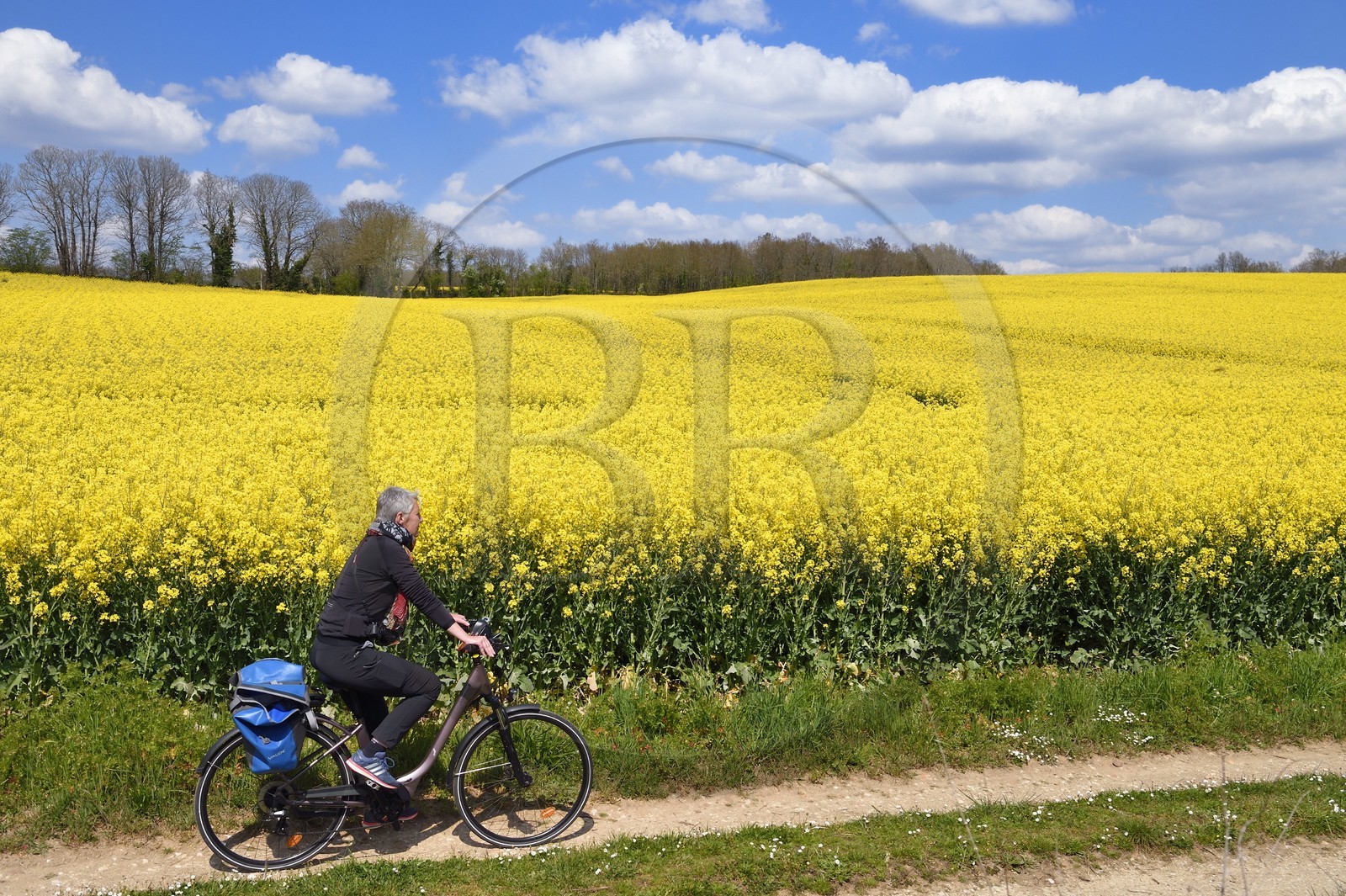 France, Charente (16), cycliste sur la Coulée d’Oc (portion de la véloroute La Flow Vélo) bordant un champ de colza en fleurs entre le village de Feuillade et Marthon