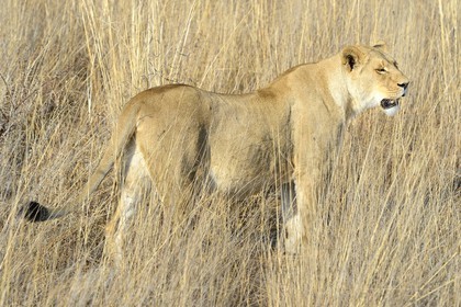 Zimbabwe, province des Midlands, Gweru, Antelope Park qui abrite ALERT (African Lion and Environmental Research Trust), Zone 2, une des quatre jeunes lionnes (panthera leo) qui sera relachée en clan dans un parc national pour le repeupler