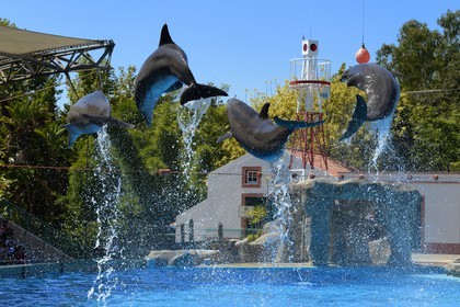 Portugal, Lisbon, Zoological Garden, the Dolphinarium, dolphins making the show