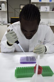 Namibia, Otjiwarongo, Cheetah Conservation Fund, research and education centre, Life Technologies Conservation Genetics Laboratory, pipetting for DNA analysis by Hafeni