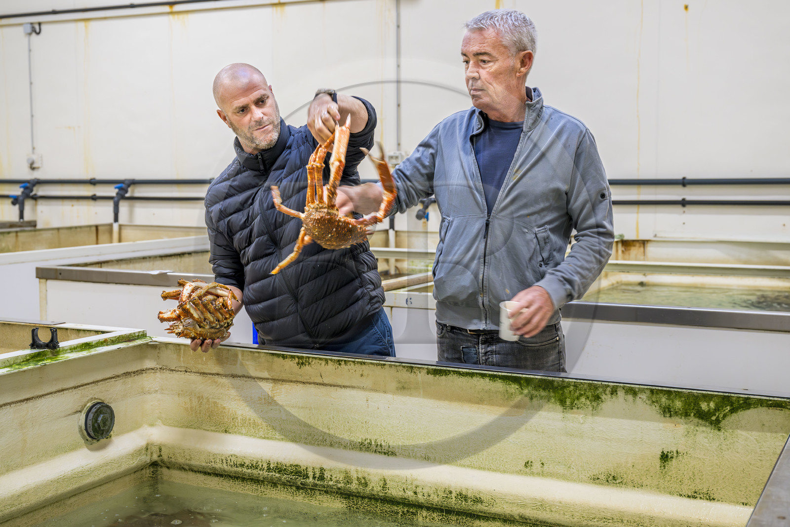 France, Charente-Maritime (17), La Rochelle, Port de pêche de Chef de Baie, la halle à marée (criée) qui accueille aussi les entreprises de mareyage, le chef étoilé Christopher Coutanceau tenant une araignée de mer fait son marché chez le mareyeur Stephane Boutin