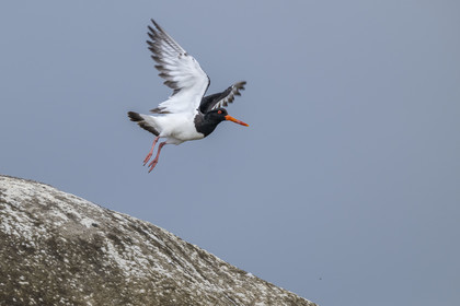 France, Finistère (29), Penmarch, archipel des Étocs, huitrier pie (Haematopus ostralegus)