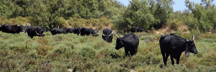 France, Bouches-du-Rhône (13), Parc naturel régional de Camargue, étang de Vaccares, taureaux camarguais appellés Raço di Biou