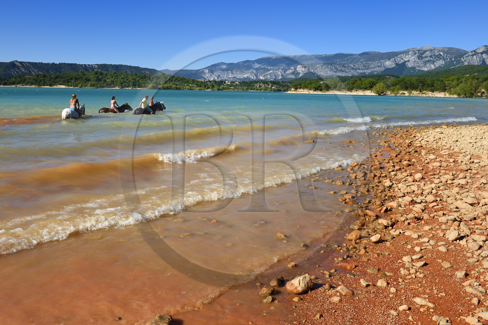 France, Var (83), Parc Naturel Régional du Verdon, lac de Sainte Croix, randonnée équestre avec Verdon Equitation, baignade des chevaux interdite depuis peu (octobre 2014)