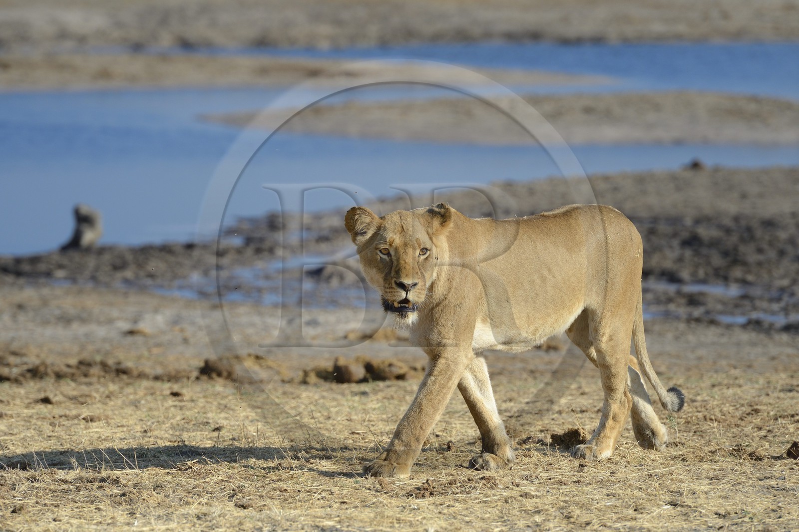 Zimbabwe, Matabeleland North Province, Hwange National Park, lion (Panthera leo) around a pond